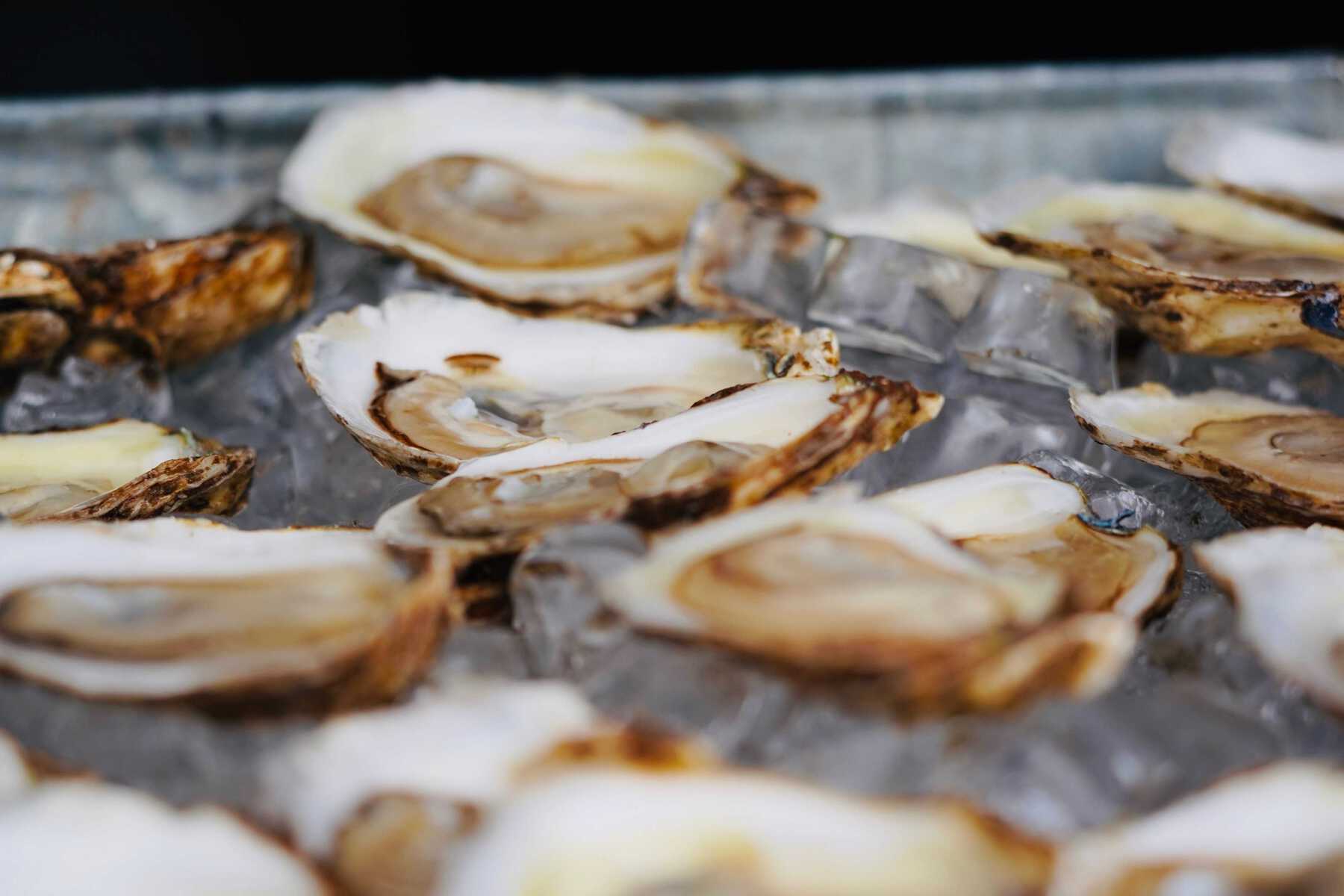 Close-up of oysters